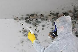 Best Asbestos and Lead Testing During Mold Inspection in Van Meter, IA